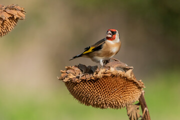 jilguero europeo posado en un pampano de girasol (carduelis carduelis)