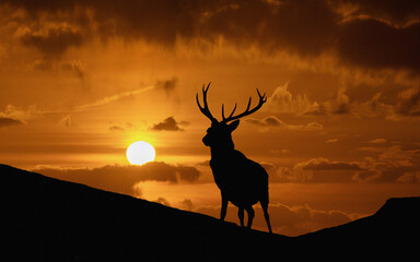 Red deer stag at sunset silhouette against a bright orange sky. . Glencoe in the Scottish Highlands, Scotland United Kingdom. 