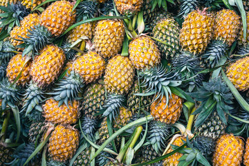 Pineapple background, lots of ripe yellow pineapples at market asia fruit food pineaple. Sri Lanka. 