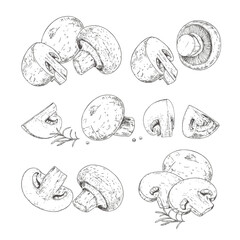 Hand drawn champignons. Set sketches with cut champignons, slice and brown champignons.  Vector illustration isolated on white background.
