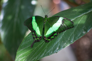 Beautiful green butterfly sitting on a green leaf. - 482155259