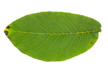 Green walnut leaf isolated on white background - 482155277