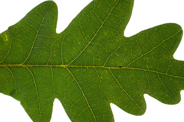 Close-up texture of green oak leaf. Isolated