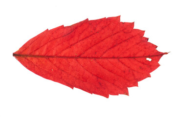 Red grapes leaf isolated on white background - 482155285