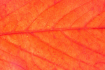 Close-up of red leaf texture - 482155291