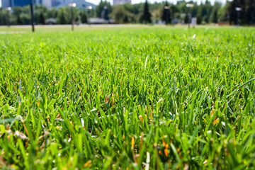 Green grass background. Close-up. Green grass texture. - 482155293