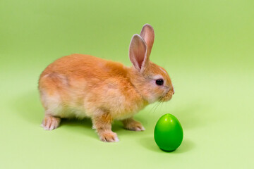 Easter bunny close-up with a green egg on a green background. Easter holiday concept. Place for an inscription.