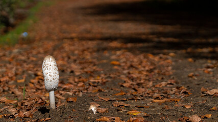 close-up shot of coprinus comatus mushroom in autumn forest