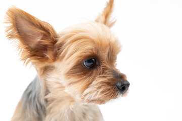 ヨークシャテリアのポートレート。白背景
