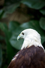 portrait of a eagle