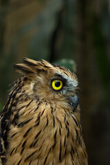 Malay fish owl
