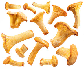 Golden chanterelle mushrooms isolated on white background.