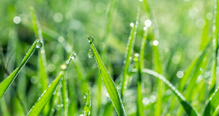 Obraz premium Green grass covered with sparkling dew drops close-up. Purity and freshness concept. Nature background.
