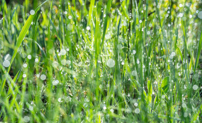 Green grass covered with sparkling dew drops close-up. Purity and freshness concept. Nature background.