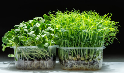 Sprouted seeds of pea and sunflower on white table. Isolated on black background. Microgreens as a health benefit.