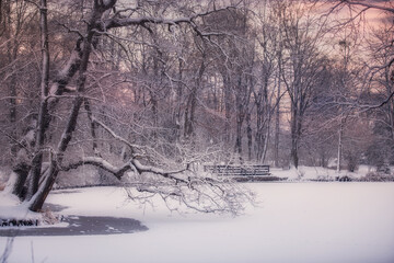 Widok na zamrożony staw w parku, zaśnieżone gałęzie drzew, mroźny poranek	