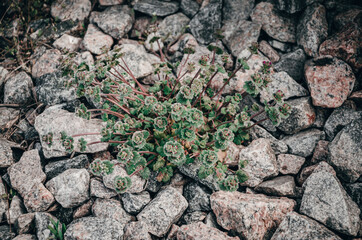 A green plant growing on the rocks near the rails.
