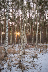 winter birch forest in the morning