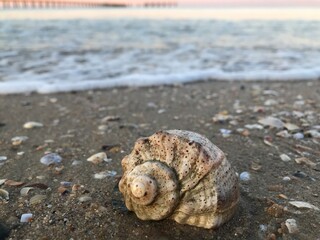 seashell on the beach