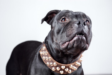 Portrait of black Staffordshire Bull Terrier dog with funny face expression on white background, looking up. Leather collar with spikes. Copy space.