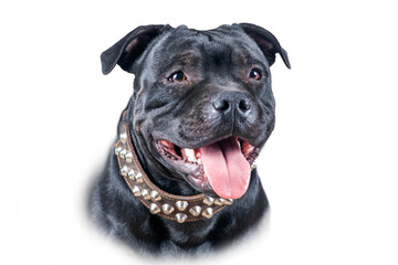 Isolated close-up portrait of Staffordshire Bull terrier of black color on empty white background. Smiling facetongue out, leather collar with spikes, smart purebred dog. Copy space.