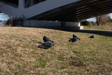 手賀大橋の橋の下で寛ぐ鳩