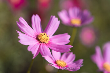 Fototapeta premium 花