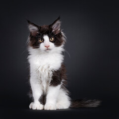 Black with white Maine Coon cat kitten with very naughty expression, sitting up facing front. Looking towards camera with golden eyes. Isolated on a black background.