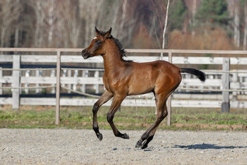 Naklejka na ściany i meble Young pretty arabian horse foal runs and frolics summer background
