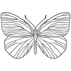 Black and white outline illustration of a butterfly on a white background. Vector isolated butterfly illustration for your design.