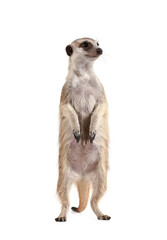 Cute meerkat stands on its hind legs and looks away