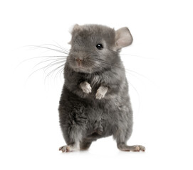 Small gray chinchilla over white