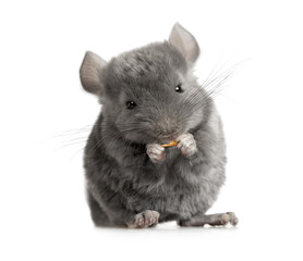 Obraz premium Small chinchilla eating food in the studio