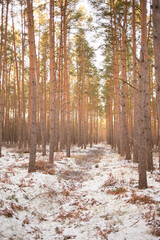 Pine Forest Footpath light snow
