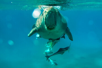 im roten Meer 