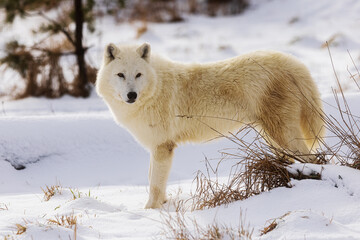 male Arctic wolf (Canis lupus arctos) stops and listens intently in the winter landscape