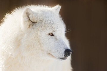Obraz premium male Arctic wolf (Canis lupus arctos) beautiful close-up portrait of just the head