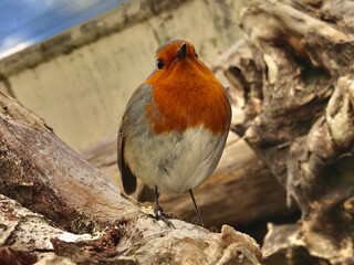 Single adult red Robin (Erithacus rubecula) perched amid tree trunks.