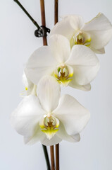 Orchid, Orchis L, white flower buds