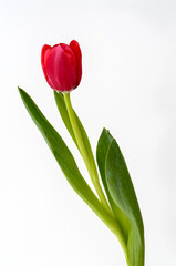 red tulip on a white background