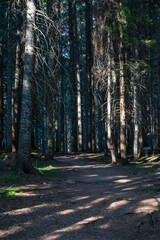  Mountain road through the forest