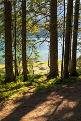 Obraz premium Mountain road through the forest