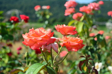 orange rose in the garden 