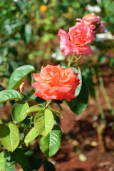 orange flower in the garden 