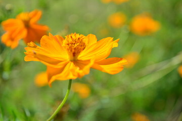 yellow flower in the garden