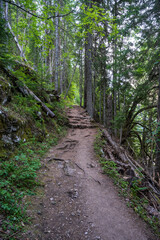  Mountain road through the forest
