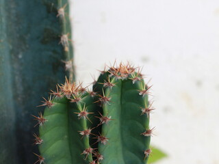 cactus close up