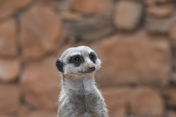 Suricate