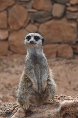 Suricate