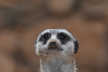 Suricate